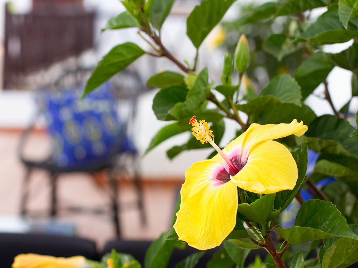 Aminta Home Las Palmas de Gran Canaria Ngoại thất bức ảnh